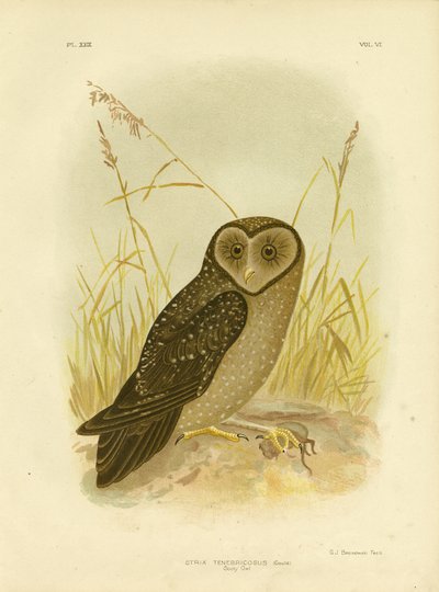 Sooty Owl, 1891 by Gracius Broinowski